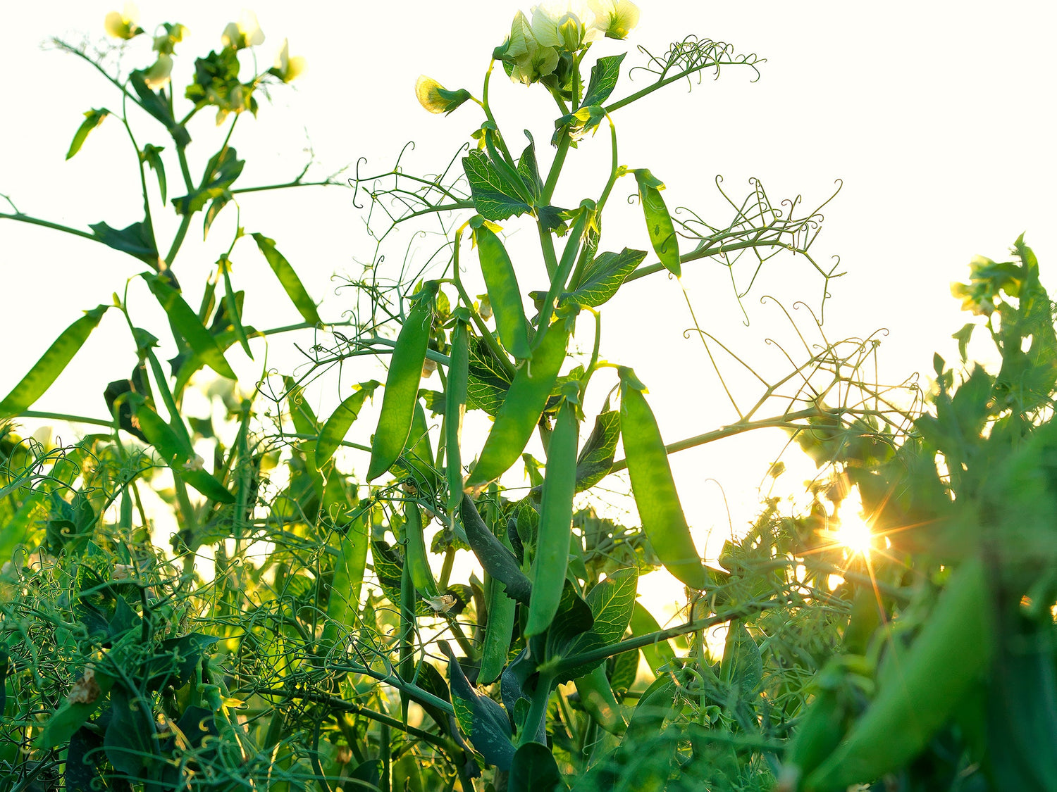 Crops