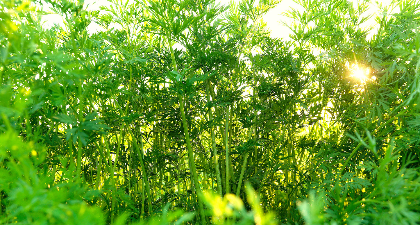 Carrots