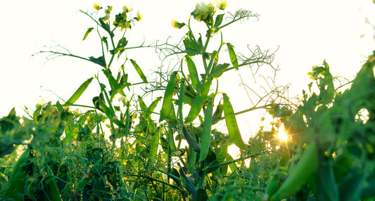 Peas